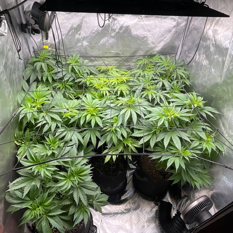 Grow Pictures #2 growlog timeline photo