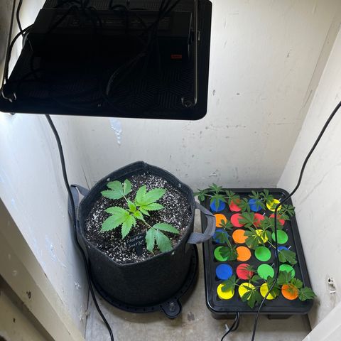 Grow Pictures #2 growlog timeline photo