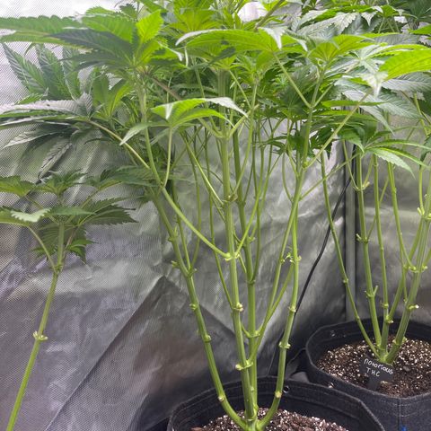 Hella Jelly  growlog timeline photo