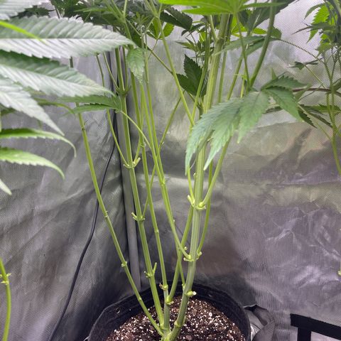 Notorious THC growlog timeline photo