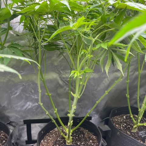 Fat Bastard growlog timeline photo