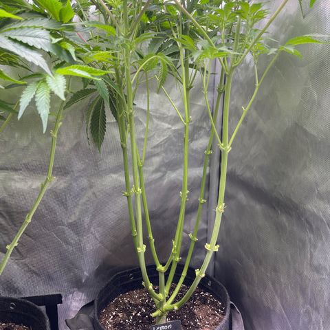 Lemon Cherry Gelato growlog timeline photo