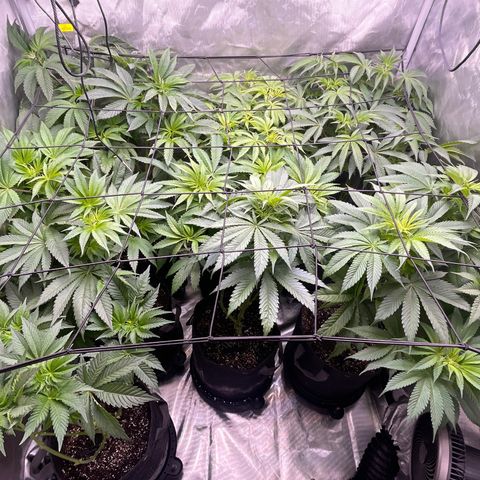 Grow Pictures #2 growlog timeline photo