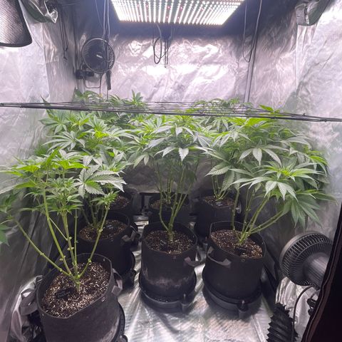 Grow Pictures #2 growlog timeline photo