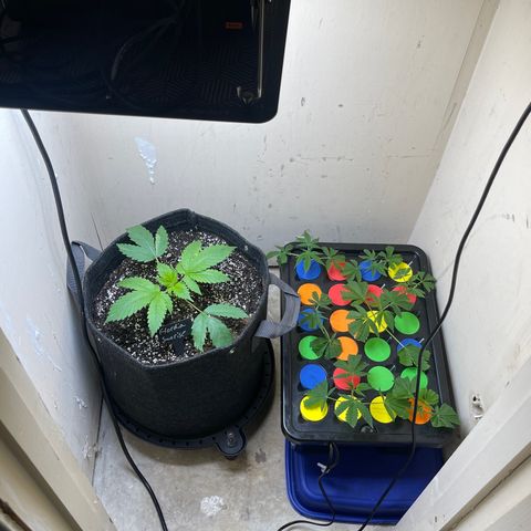 Grow Pictures #2 growlog timeline photo
