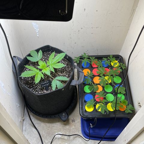 Grow Pictures #2 growlog timeline photo