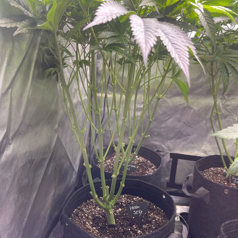 Hella Jelly  growlog timeline photo