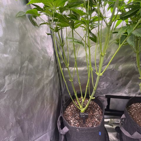 Notorious THC growlog timeline photo