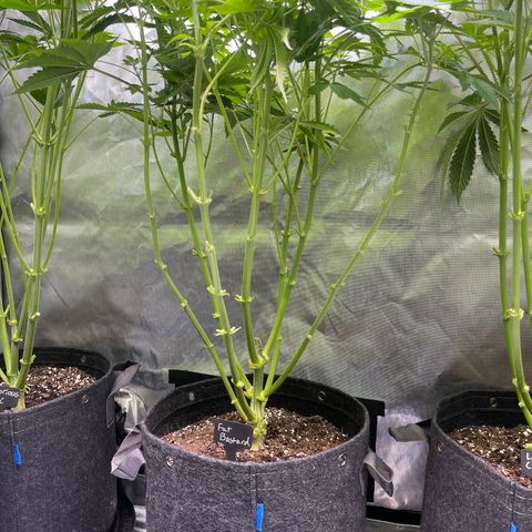 Fat Bastard growlog timeline photo