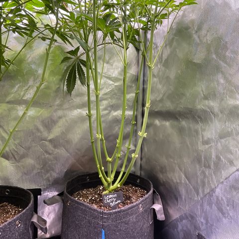 Lemon Cherry Gelato growlog timeline photo