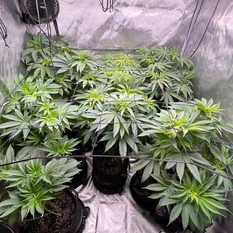 Grow Pictures #2 growlog timeline photo