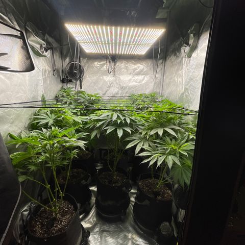 Grow Pictures #2 growlog timeline photo