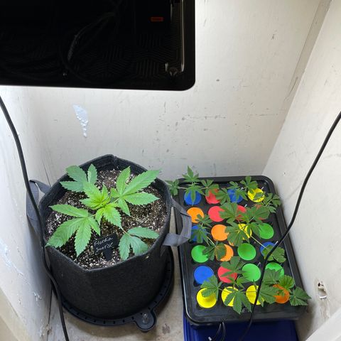 Grow Pictures #2 growlog timeline photo