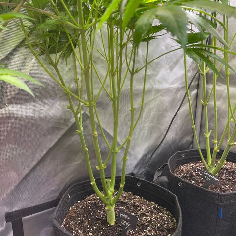 Hella Jelly  growlog timeline photo