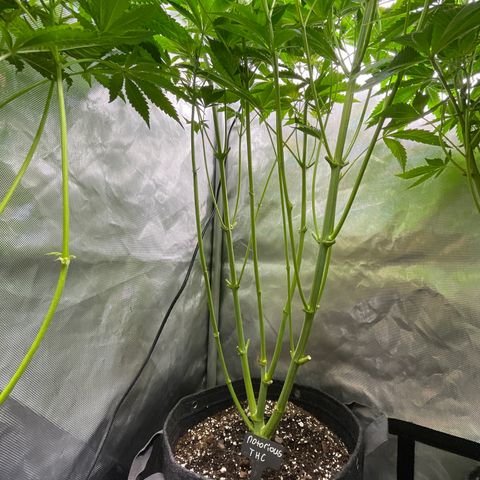 Notorious THC growlog timeline photo