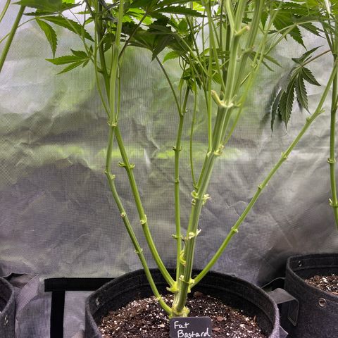 Fat Bastard growlog timeline photo