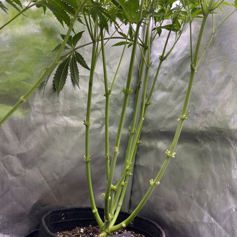 Lemon Cherry Gelato growlog timeline photo
