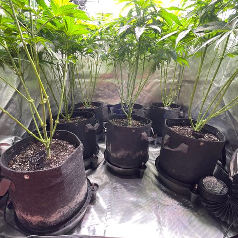 Grow Pictures #2 growlog timeline photo