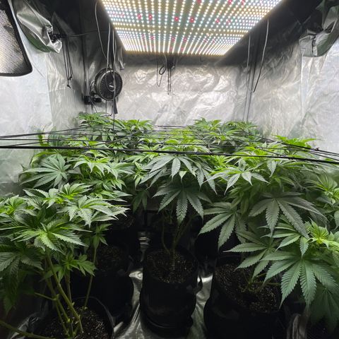 Grow Pictures #2 growlog timeline photo