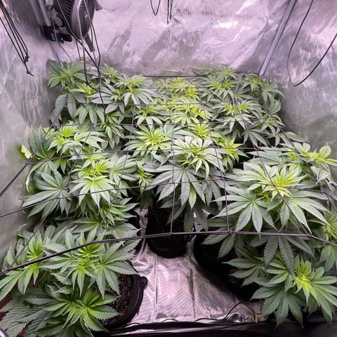 Grow Pictures #2 growlog timeline photo