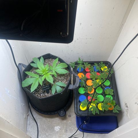 Grow Pictures #2 growlog timeline photo