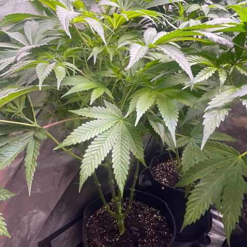 Hella Jelly  growlog timeline photo