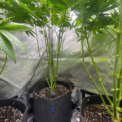 Notorious THC growlog timeline photo