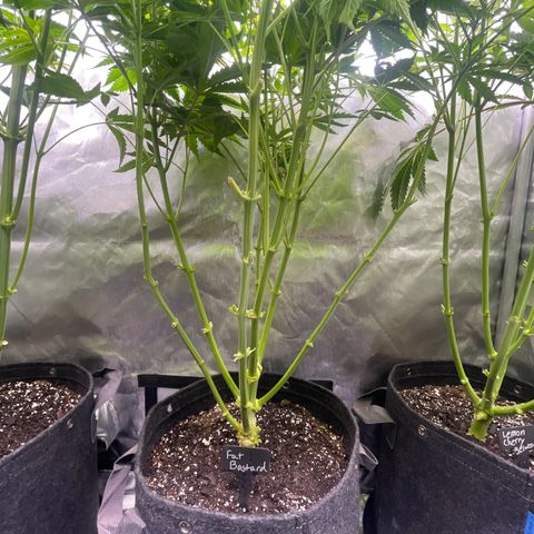 Fat Bastard growlog timeline photo