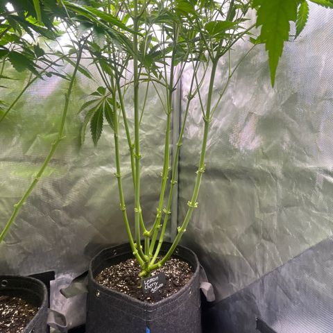 Lemon Cherry Gelato growlog timeline photo