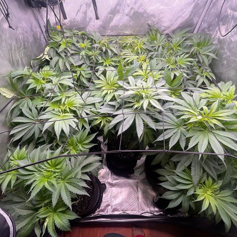 Grow Pictures #2 growlog timeline photo