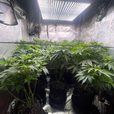 Grow Pictures #2 growlog timeline photo