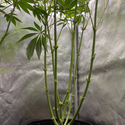 Lemon Cherry Gelato growlog timeline photo