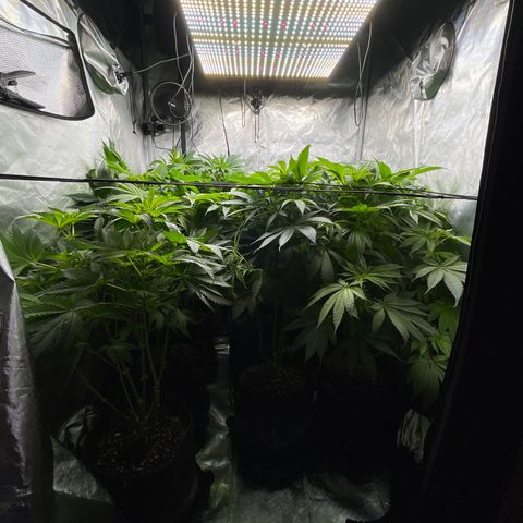 Grow Pictures #2 growlog timeline photo