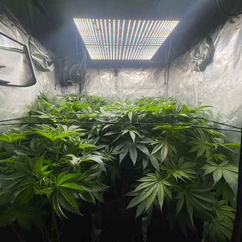 Grow Pictures #2 growlog timeline photo