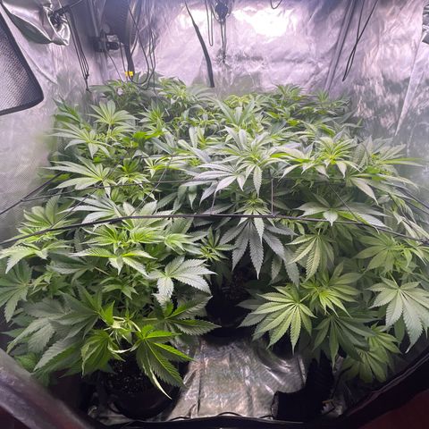 Grow Pictures #2 growlog timeline photo