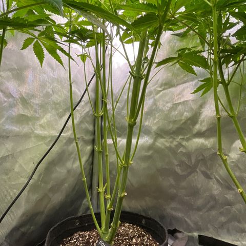 Notorious THC growlog timeline photo