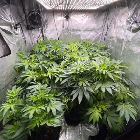 Grow Pictures #2 growlog timeline photo