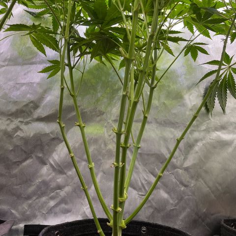 Fat Bastard growlog timeline photo
