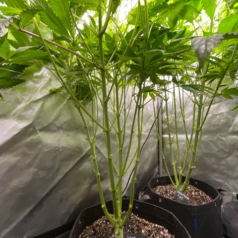 Hella Jelly  growlog timeline photo