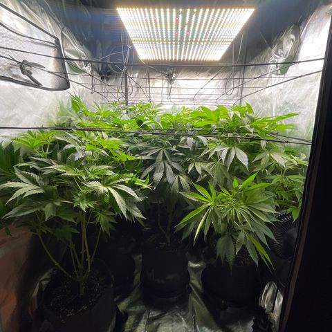 Grow Pictures #2 growlog timeline photo