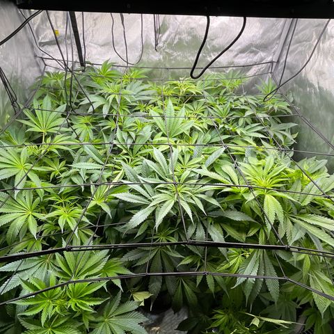 Grow Pictures #2 growlog timeline photo