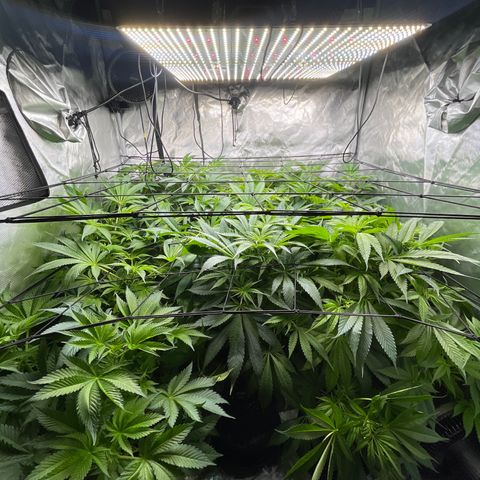 Grow Pictures #2 growlog timeline photo