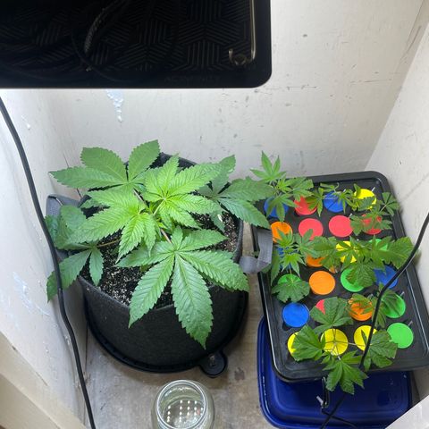 Grow Pictures #2 growlog timeline photo