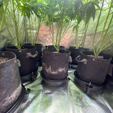 Grow Pictures #2 growlog timeline photo