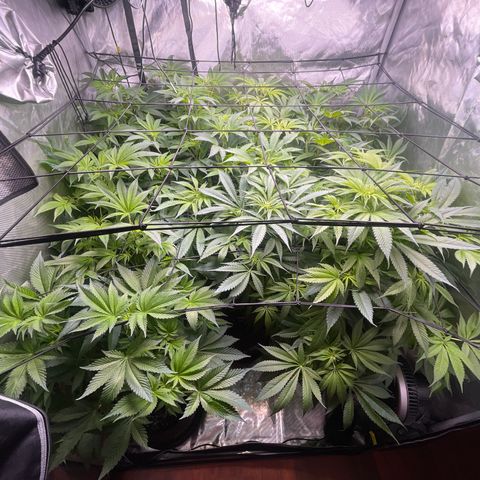 Grow Pictures #2 growlog timeline photo