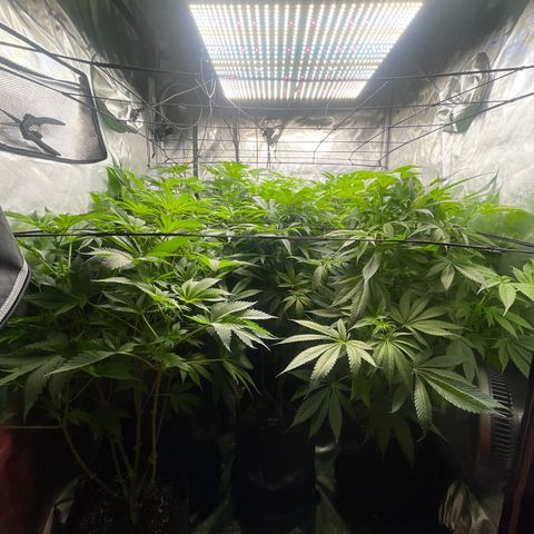 Grow Pictures #2 growlog timeline photo