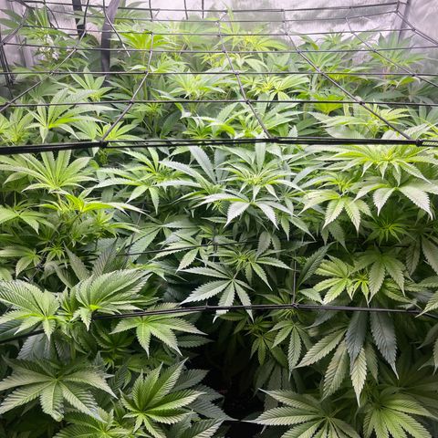 Grow Pictures #2 growlog timeline photo