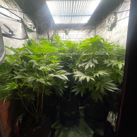 Grow Pictures #2 growlog timeline photo