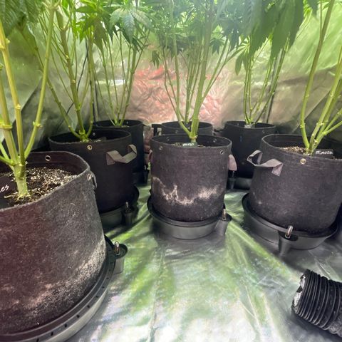 Grow Pictures #2 growlog timeline photo
