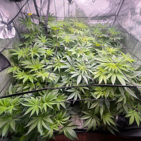 Grow Pictures #2 growlog timeline photo